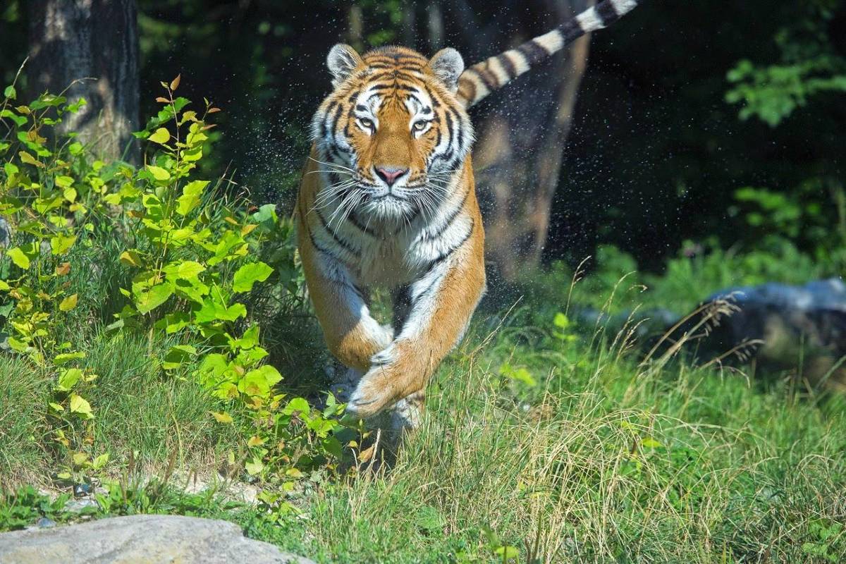 Zurich Zoo