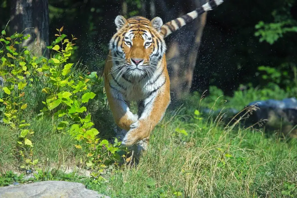 2_蘇黎世動物園