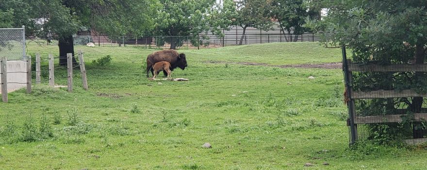 Bramble Park Zoo