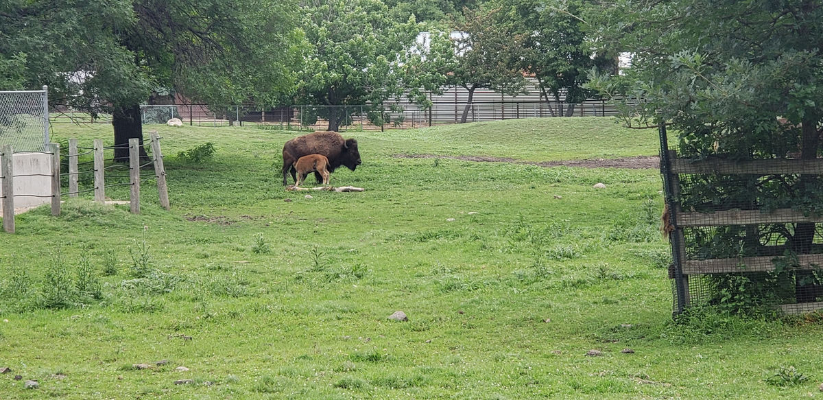 Bramble Park Zoo