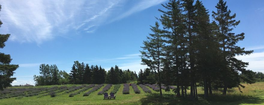 Seafoam Lavender Company & Gardens