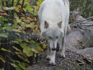 Shalom Wildlife Sanctuary LLC