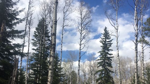 Crimson Lake Provincial Park