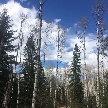 Crimson Lake Provincial Park