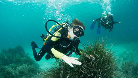 DIVING MENORCA - Playas de Fornells
