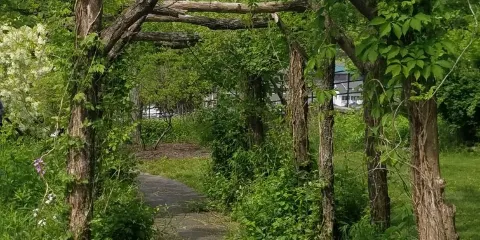 Daniel Boone Native Gardens