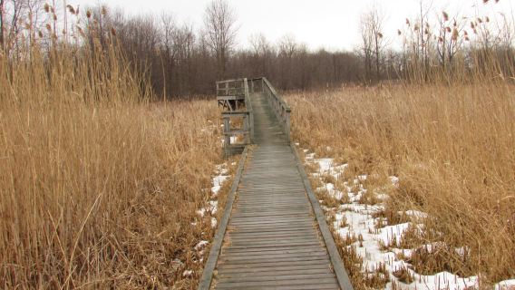 Tillman Road Wildlife Management Area