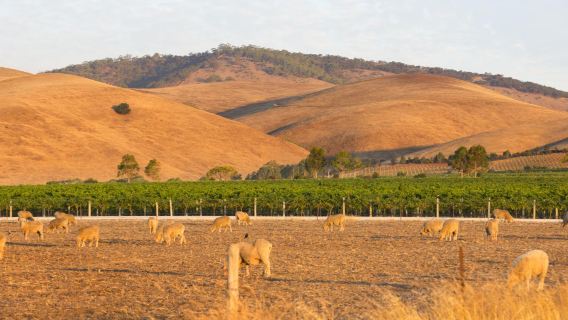 Chateau Yaldara