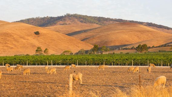 Chateau Yaldara