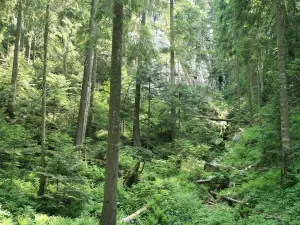 Forest Park Golubinjak