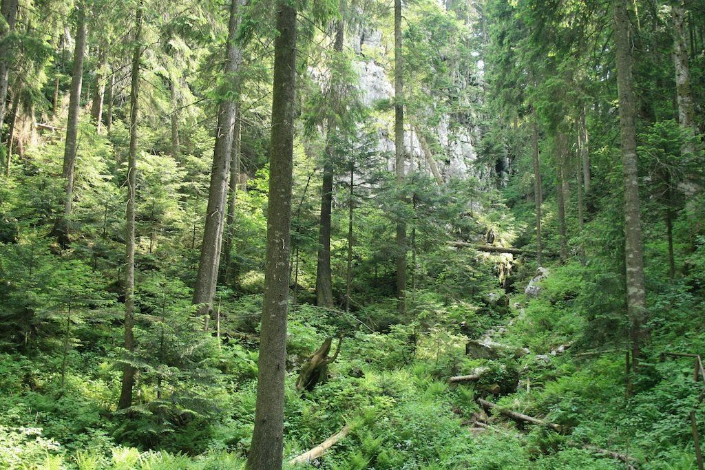 Forest Park Golubinjak