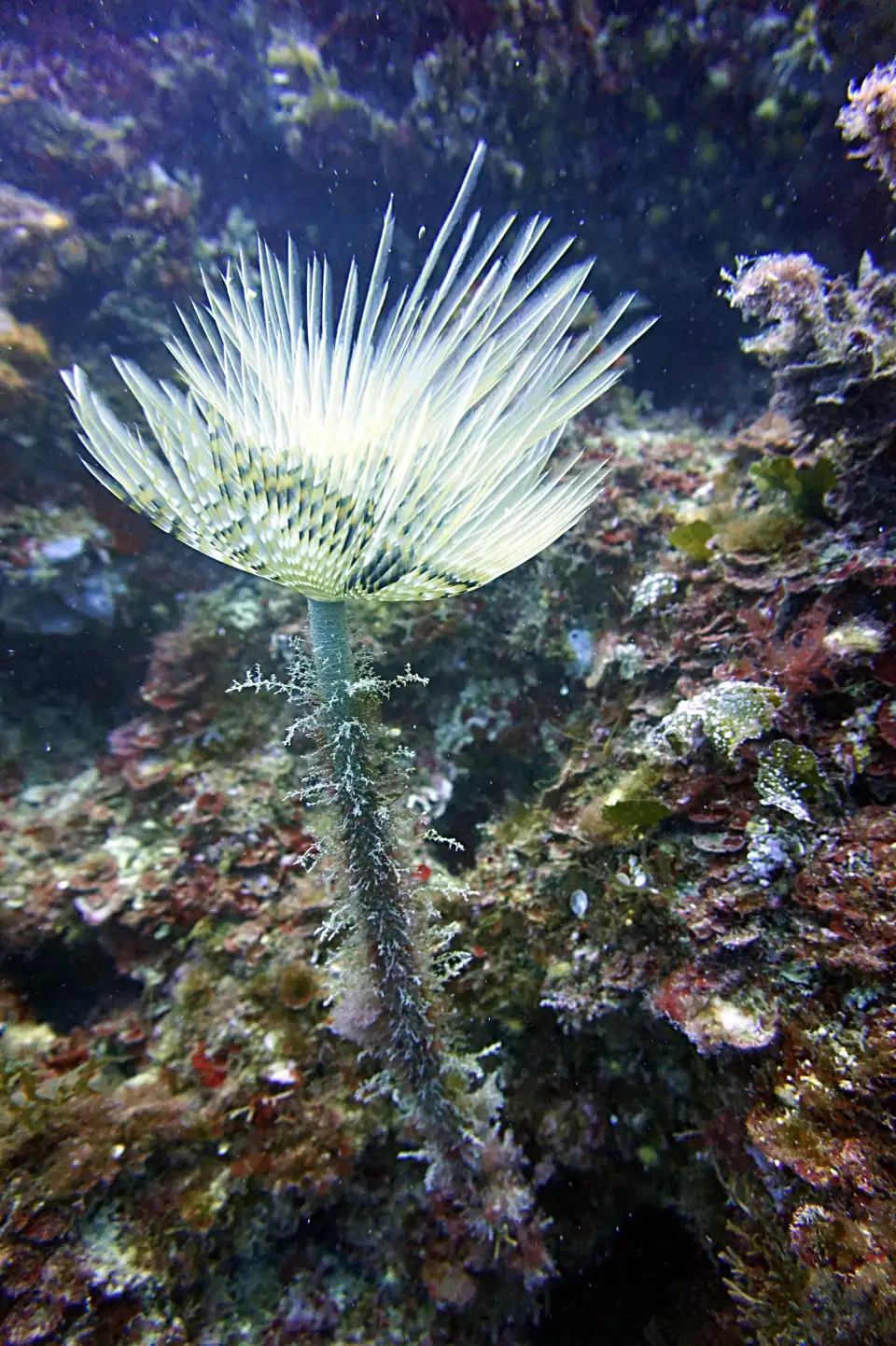 4_Gnu Diving Salento