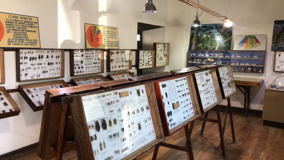 Museo Entomologico de Vicuna