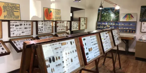 Museo Entomologico de Vicuna