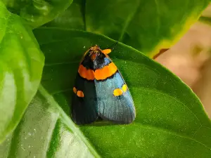 Mariposario de Nijar