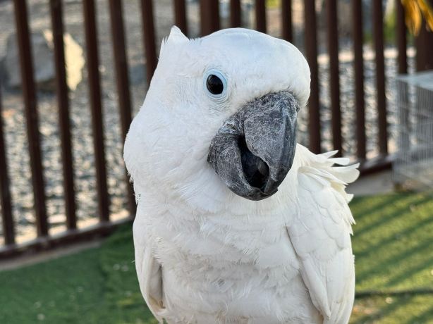 The Zoo Wild Life Park Umm Al Quwain