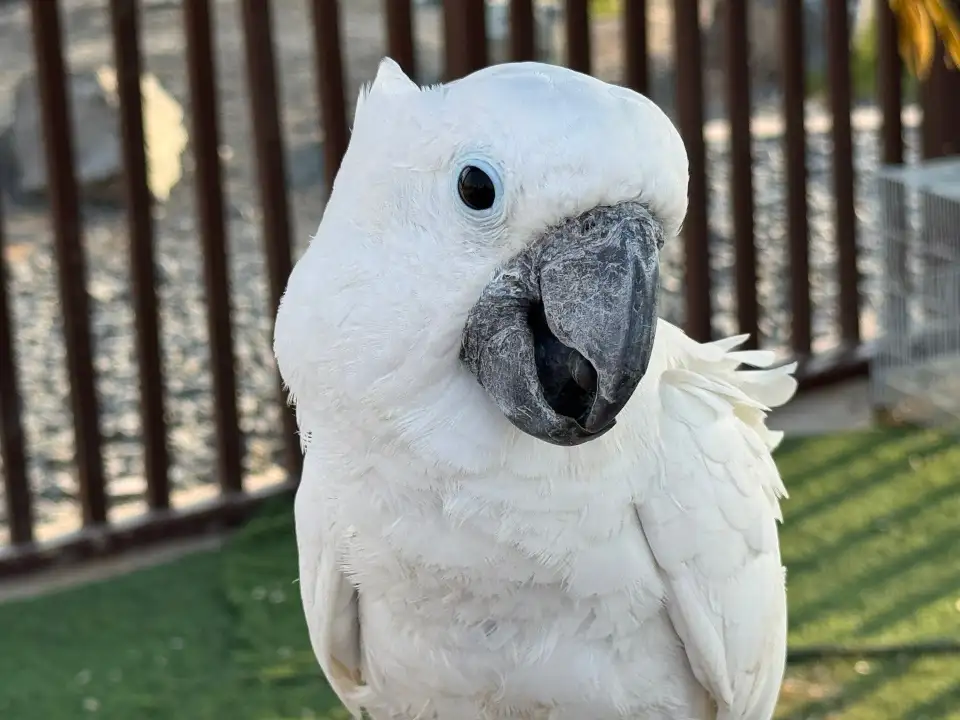 1_The Zoo Wild Life Park Umm Al Quwain
