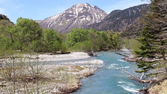 Larch Forests In Kamikochi area