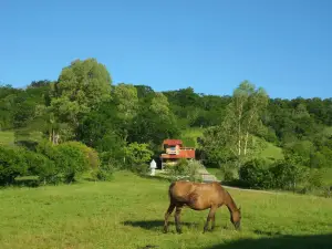 Sitio das Abelhas