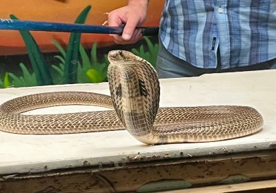 菲爾頓