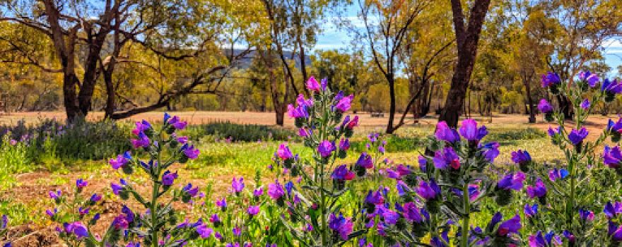 Cocoparra National Park