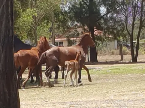 Mount Garnet Travellers Park