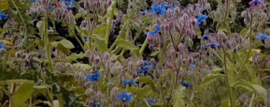 Wayside Herbs