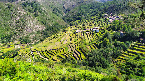 Miradouro dos Socalcos de Padrão
