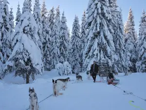 Hedmarksvidda Husky