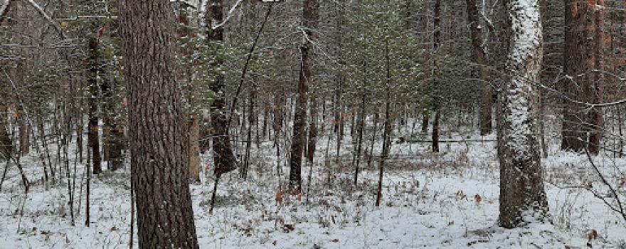 Bray Creek State Forest Campground