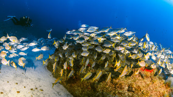 Margullar Diving