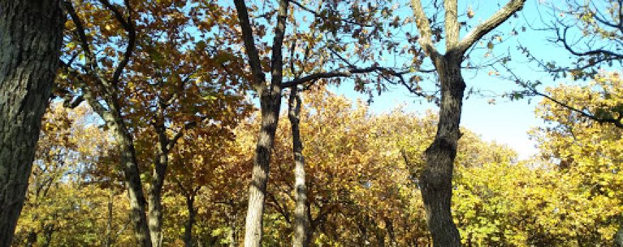Kızılpınar Kocameşe Picnic Area