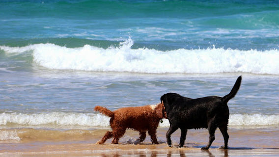 Stumers Creek Dog Offleash Area