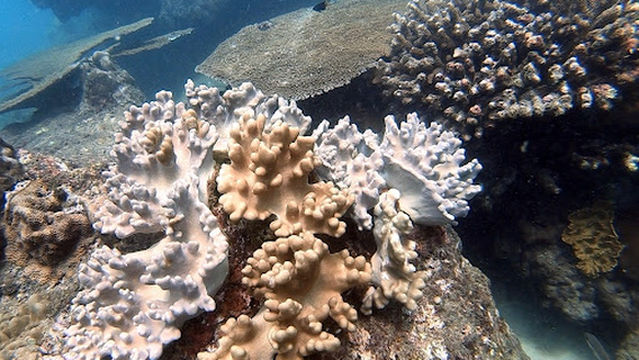 Ceylon Divers Trincomalee