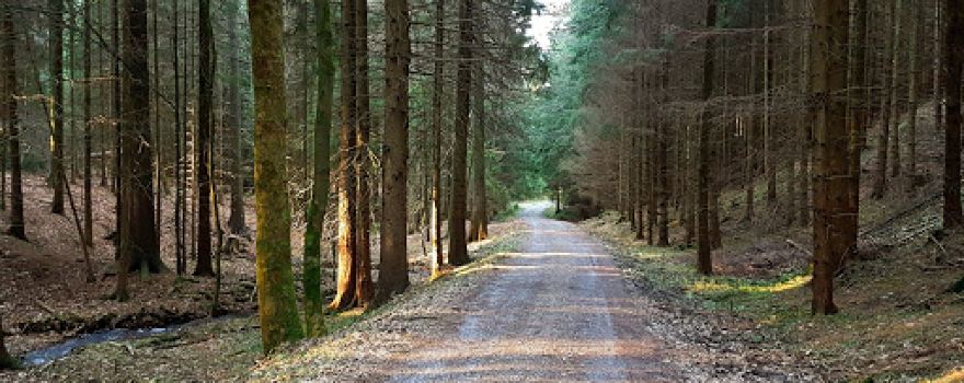 Hartensteiner Wald
