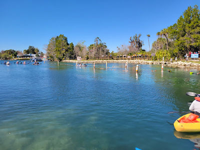 Fun 2 Dive - Swim with Manatees