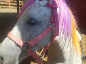 Lil' Rexings' Pony Express L.L.C.