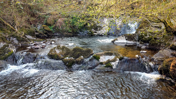 Horner Wood