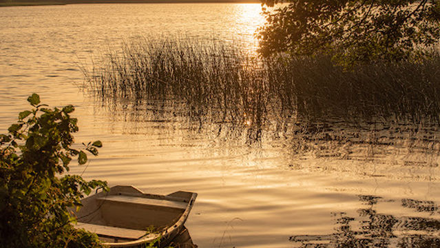 Camping / Pole namiotowe Marchewkowe pole