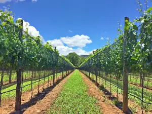 Bodegas Del Viento