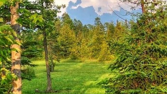 Mackinaw Mill Creek Camping