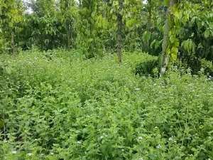 Vườn Tiêu Dài Chư Sê 14