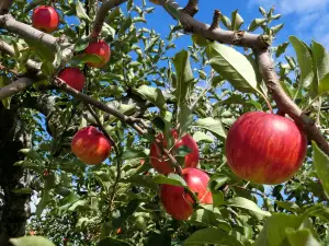Hirosaki City Apple Park