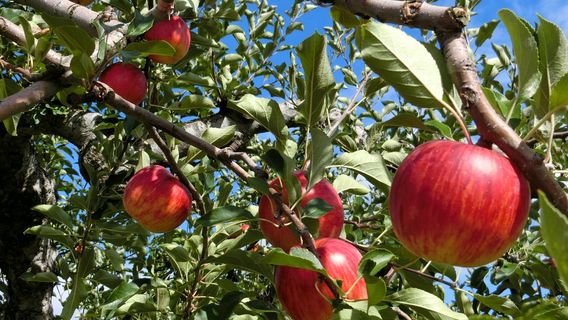 Hirosaki City Apple Park