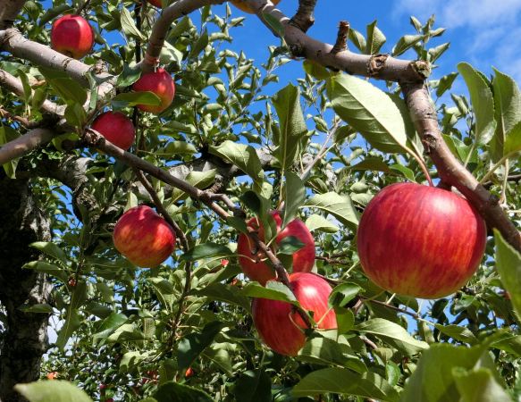 Hirosaki City Apple Park