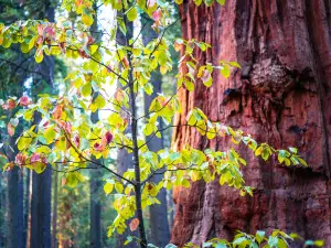 Calaveras Big Trees State Park