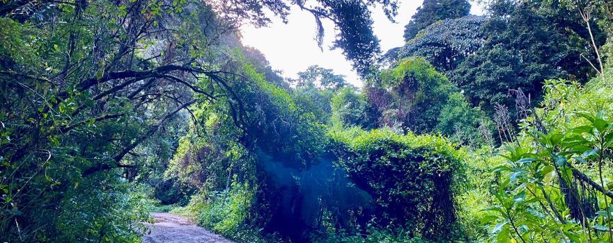Chiriqui