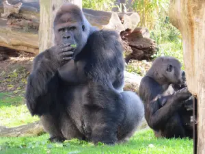 克里菲爾德動物園