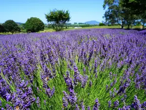 Alphra Lavender