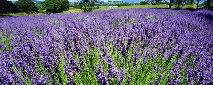 Alphra Lavender